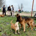 Tropdog- wyprowadź swojego psa po raz pierwszy w Przemęcie!