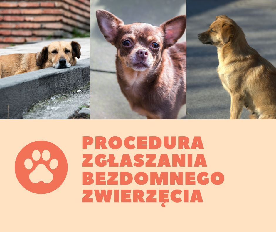 Obrazek przedstawia ogłoszenie dotyczące procedury zgłaszania bezdomnych zwierząt. Na tle w odcieniach jasnego pomarańczu widoczne są zdjęcia trzech psów. Na dole obrazu znajduje się tekst "PROCEDURA ZGŁASZANIA BEZDOMNEGO ZWIERZĘCIA" w wyraźnym, dużym fontzie. Obok tego tekstu widnieje również ikona łapy zwierzęcia, podkreślająca tematykę ogłoszenia o zwierzętach.