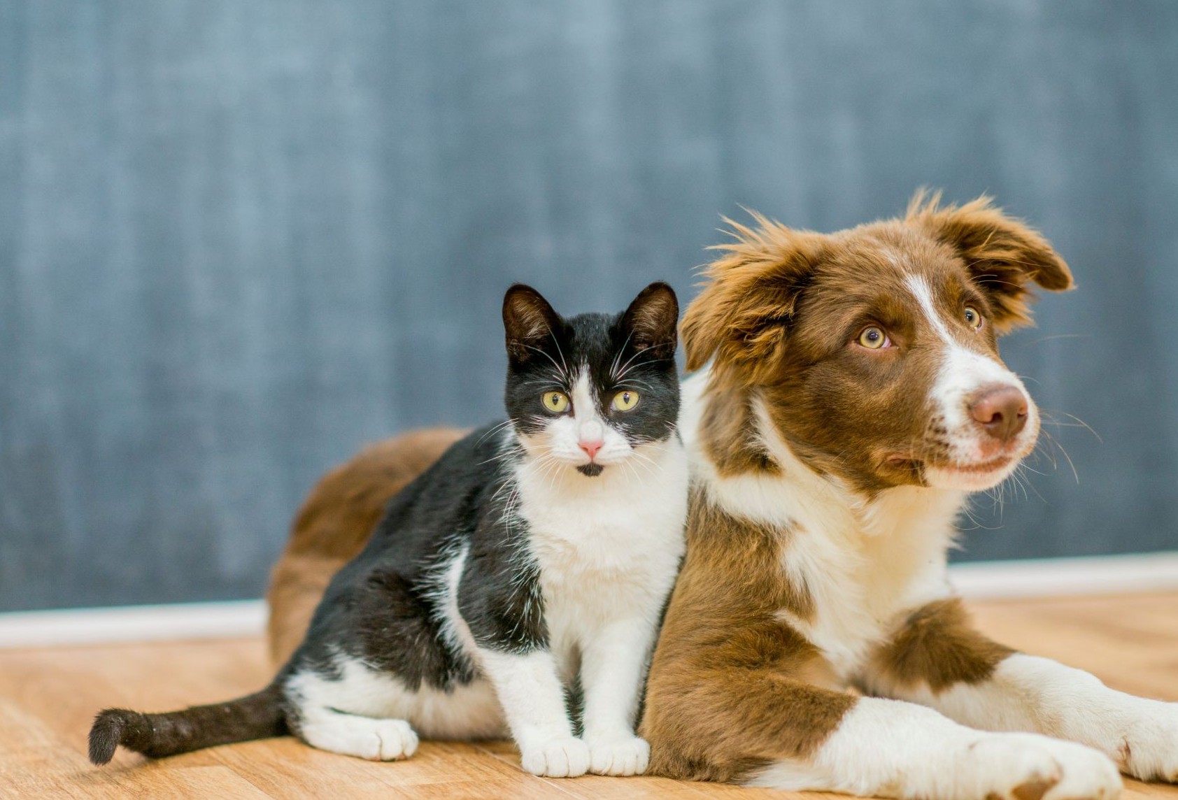 Na zdjęciu pies i kot.